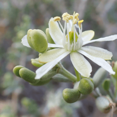 The Beginning of Scientific Studies